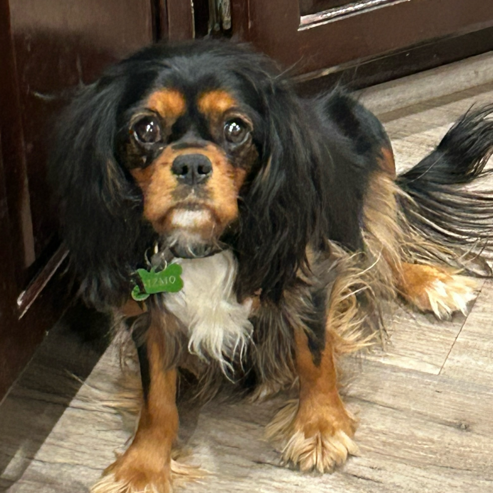 Cavalier Kind Charles Spaniels